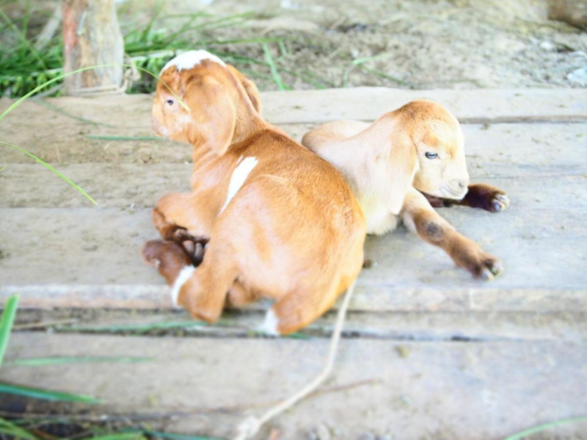 Yaoisland And Farm 3* Ko Yao